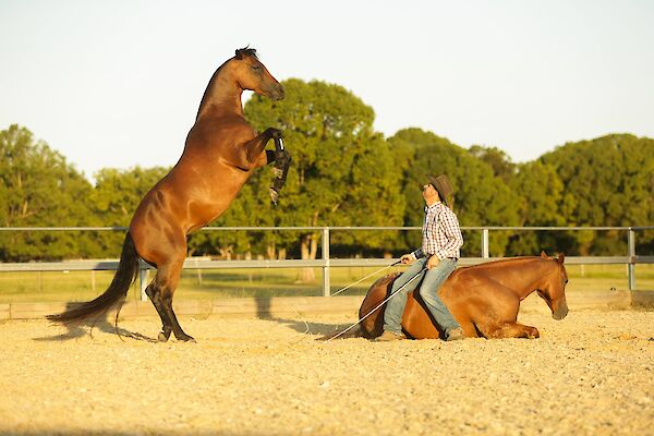 3 Day Horsemanship Camp