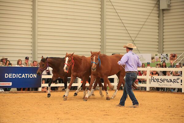 3 Day Equifest Christchurch, New Zealand 2022