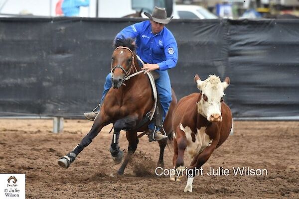 2 Day Cattle Working